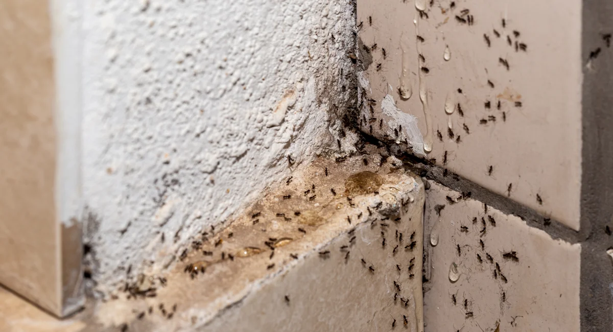 Ants