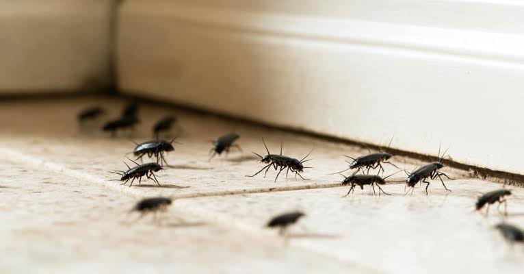 Cockroaches