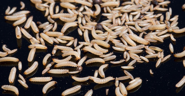 Maggots