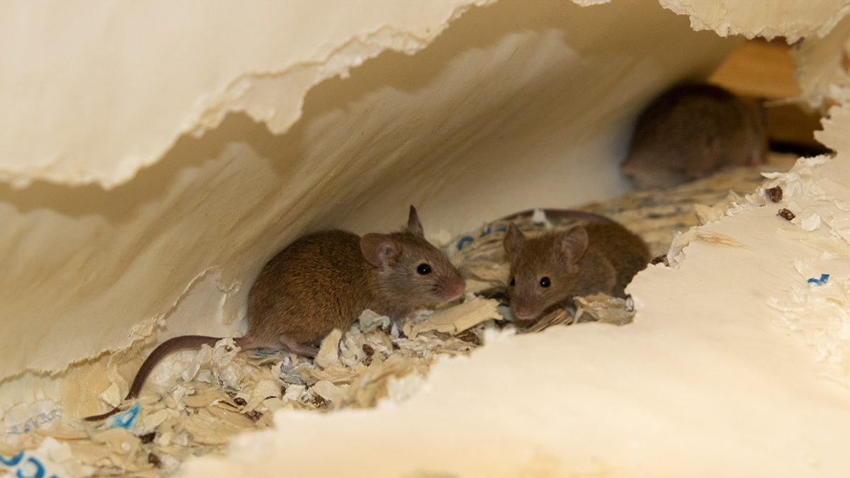 Mice