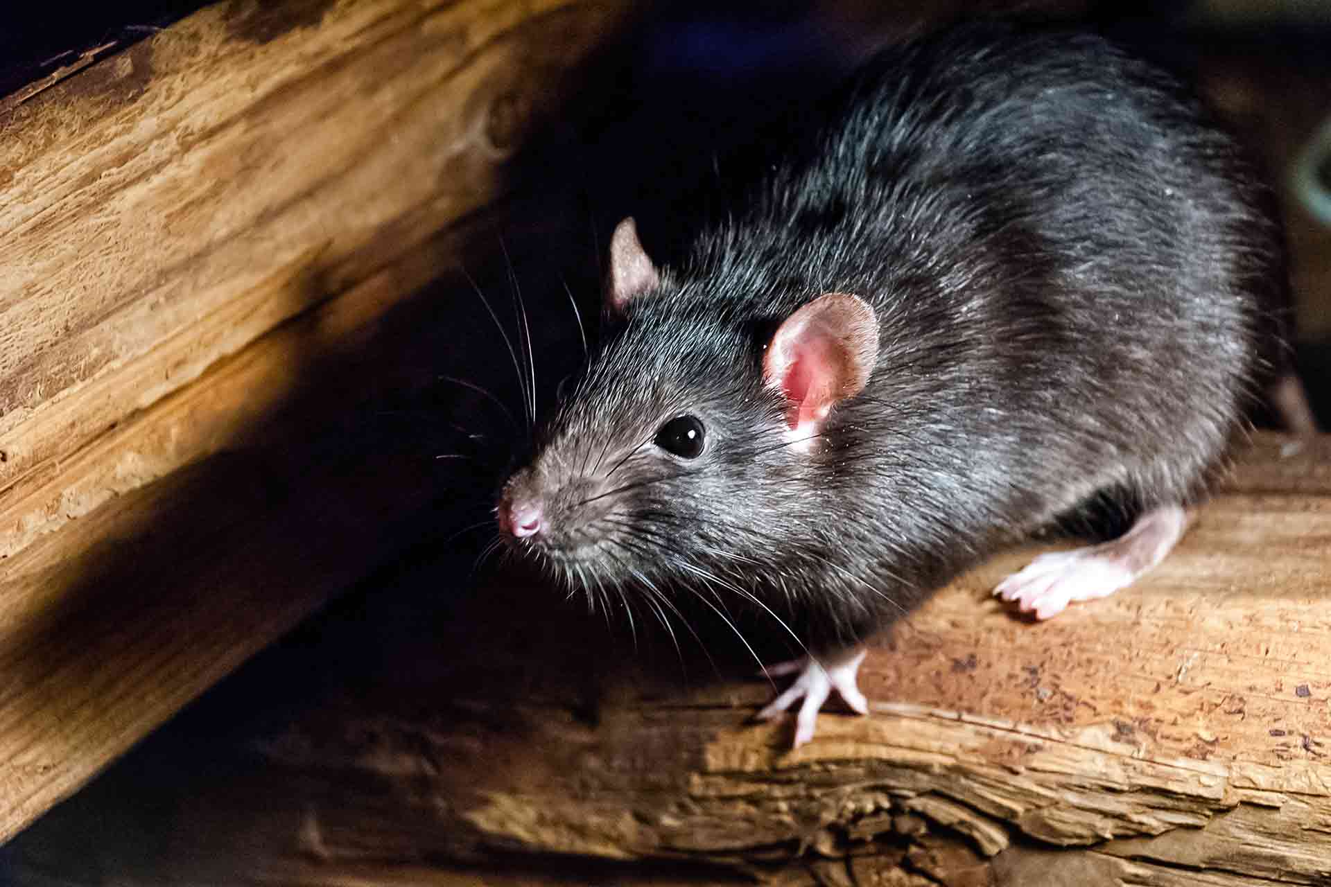 Rats