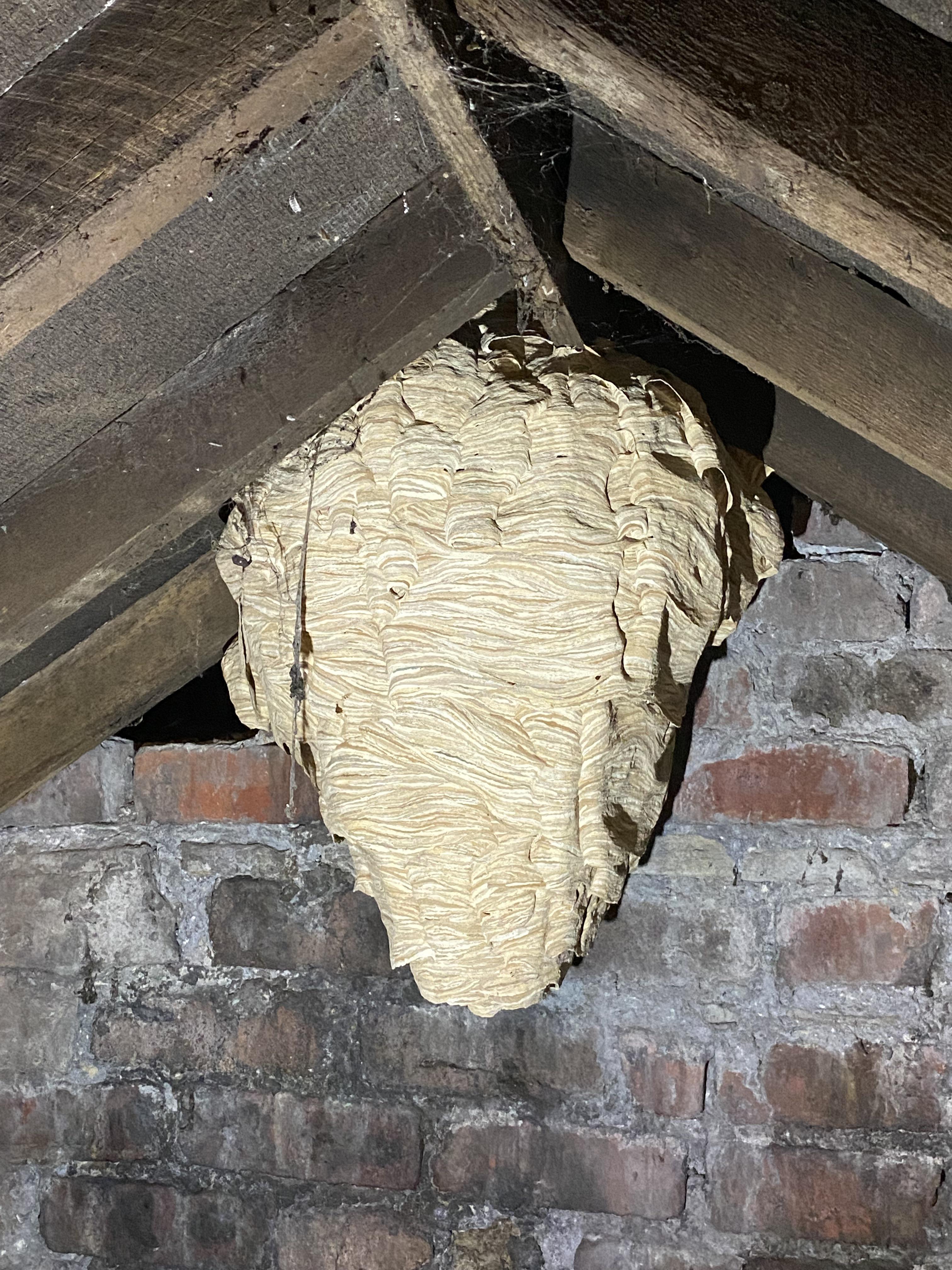 Bees and Wasps